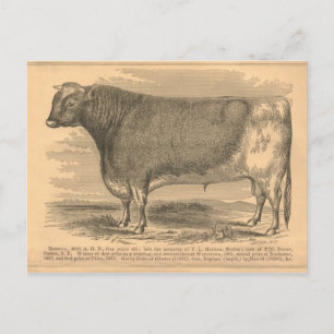 Cartão Postal Hotspur, Primeiro Prêmio Bull em Utica, 1863