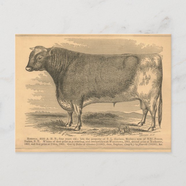 Cartão Postal Hotspur, Primeiro Prêmio Bull em Utica, 1863 (Frente)