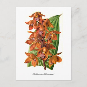 Cartão Postal Houlletia brocklehurstiana