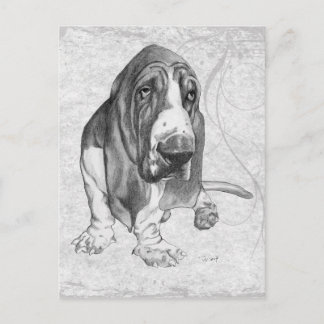 Cartão Postal Hound Basset
