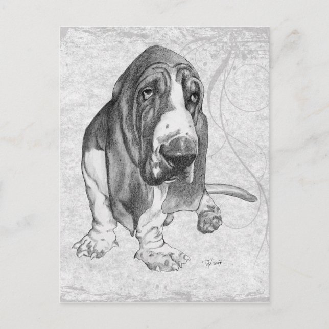 Cartão Postal Hound Basset (Frente)