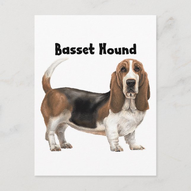 Cartão Postal Hound Basset (Frente)
