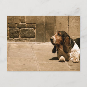 Cartão Postal Hound Basset