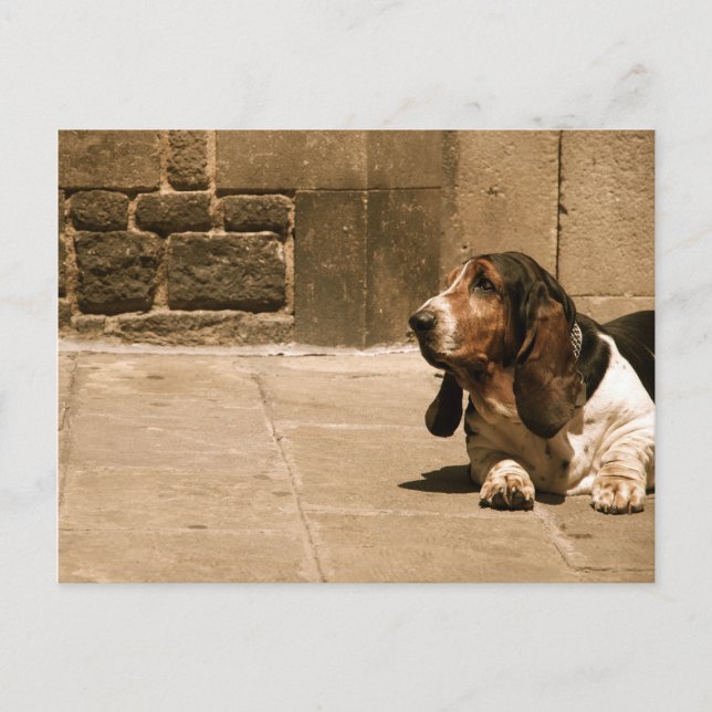 Cartão Postal Hound Basset (Frente)