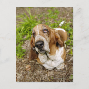 Cartão Postal Hound Basset 2