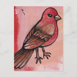 Cartão Postal House Finch