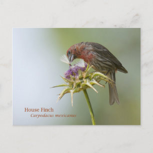 Cartão Postal House Finch