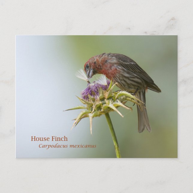 Cartão Postal House Finch (Frente)