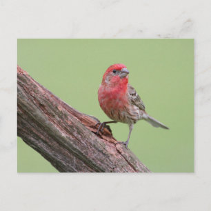 Cartão Postal House Finch