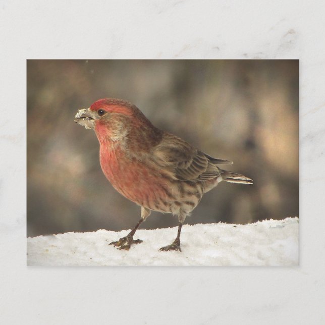 Cartão Postal House Finch (Frente)