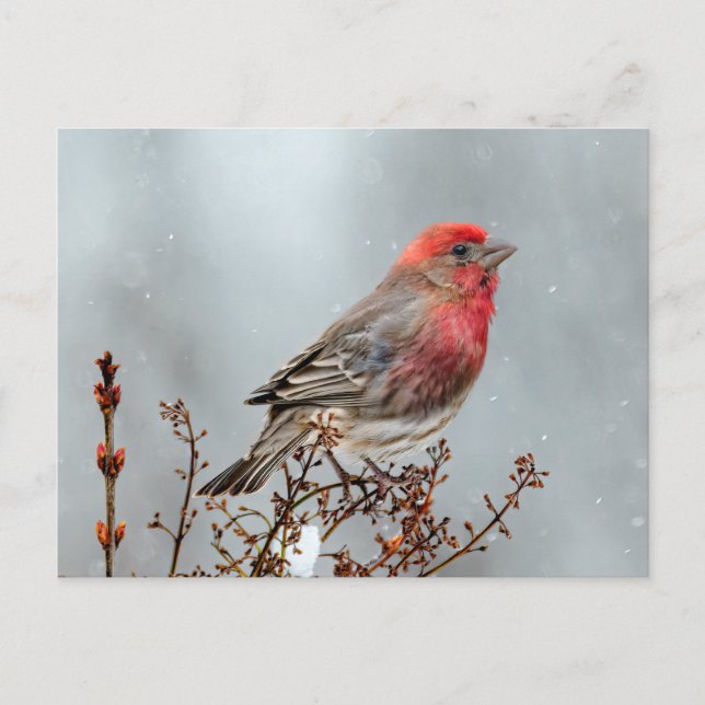 Cartão Postal House Finch in Snow - Foto original (Frente)