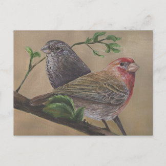 Cartão Postal House Finch Pair