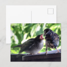 Cartão Postal House Sparrow Padre Alimentando Bebê