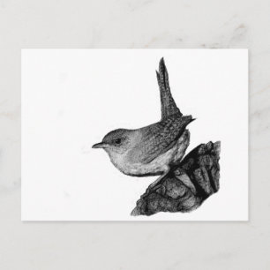 Cartão Postal House Wren