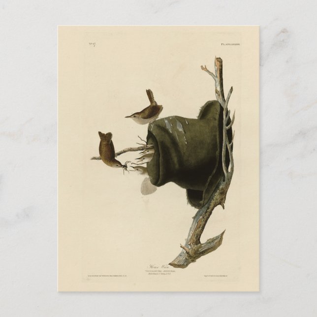 Cartão Postal House Wren from Audubon's Birds of America (Frente)