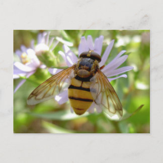 Cartão Postal Hoverfly - Volucella inanis