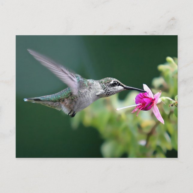 Cartão Postal Hovering Hummingbird (Frente)