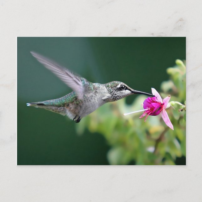 Cartão Postal Hovering Hummingbird (Frente)