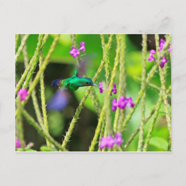 Cartão Postal Hovering Hummingbird Blur (Frente)
