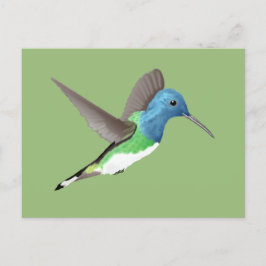 Cartão Postal Hovering Jacobin Hummingbird - transparente.