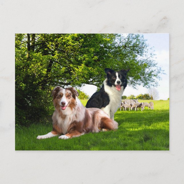 Cartão Postal "Howdy & Buckeroo"  (Frente)