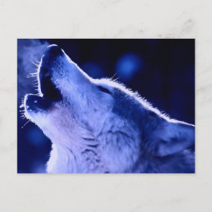 Cartão Postal Howling Wolf