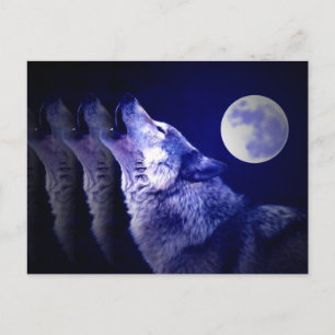 Cartão Postal Howling Wolf
