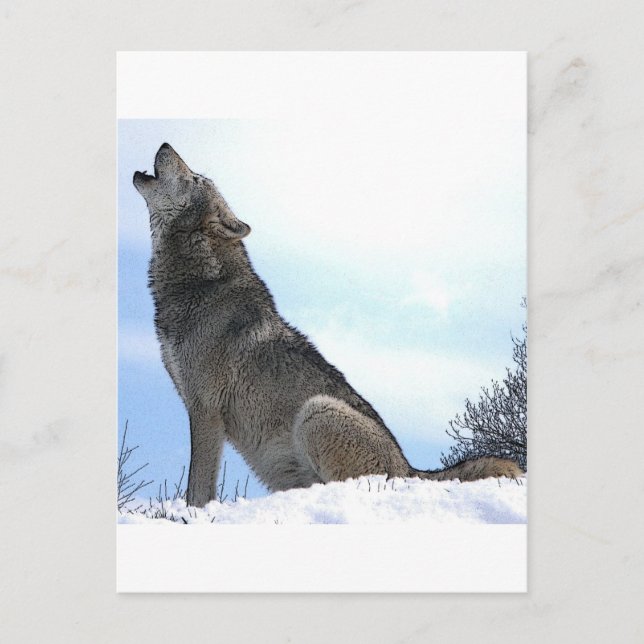 Cartão Postal Howling Wolf in Snow (Frente)