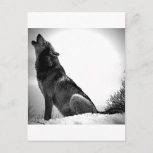 Cartão Postal Howling Wolf in Snow