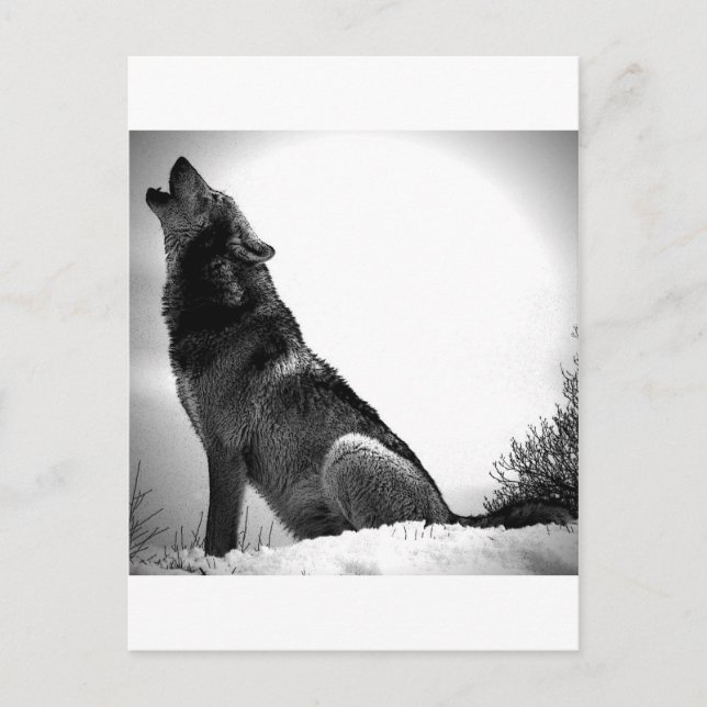 Cartão Postal Howling Wolf in Snow (Frente)