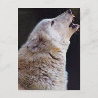 CARTÃO POSTAL HOWLING WOLF POSTCARD