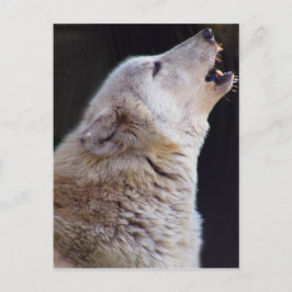 CARTÃO POSTAL HOWLING WOLF POSTCARD