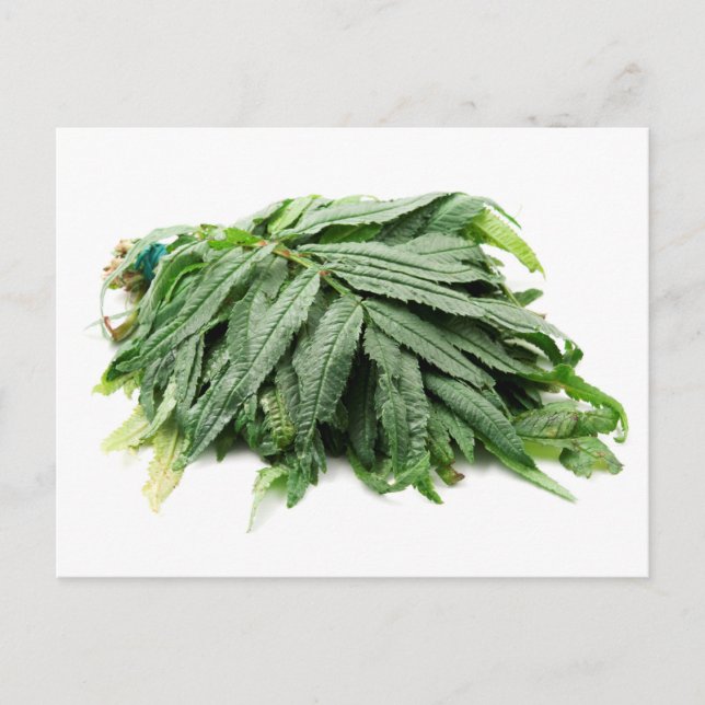 Cartão Postal Huacatay (Frente)