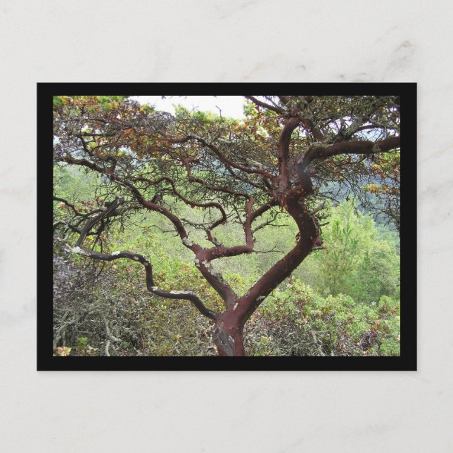 Cartão Postal Huckleberry Preserve (Frente)