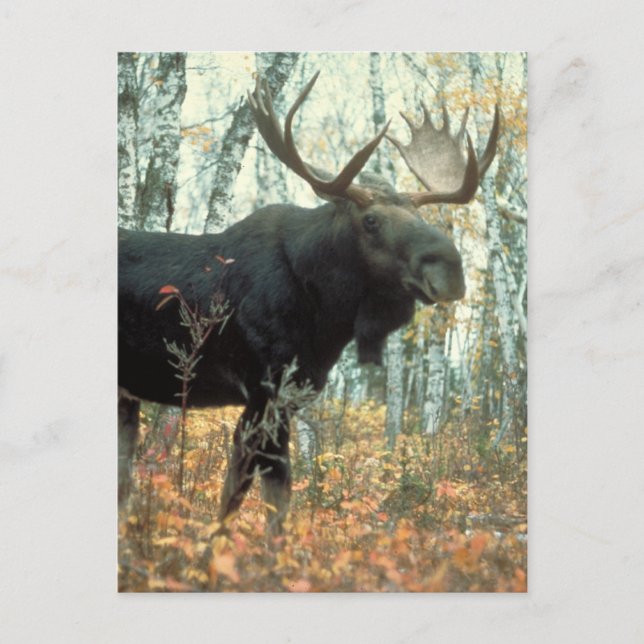 Cartão Postal Huge Moose (Frente)