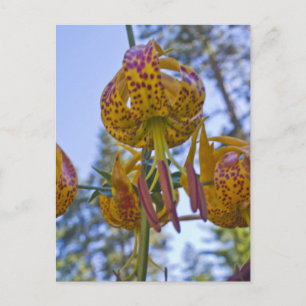 Cartão Postal Humboldt Lily