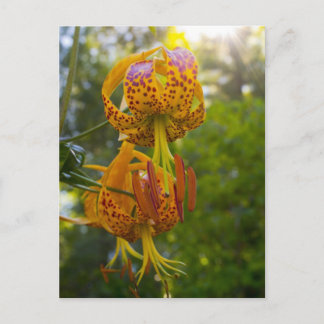Cartão Postal Humboldt Lily Sunburst