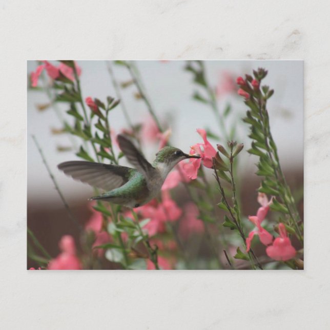 Cartão postal Hummer no Verão II (Frente)