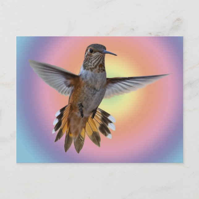 CARTÃO POSTAL HUMMINGBIRD (Frente)