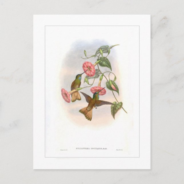Cartão Postal Hummingbird (Frente)