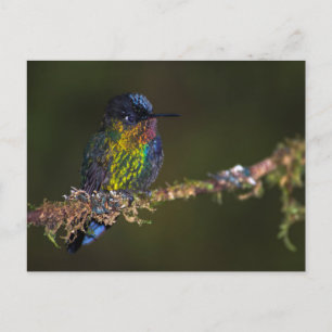 Cartão Postal Hummingbird