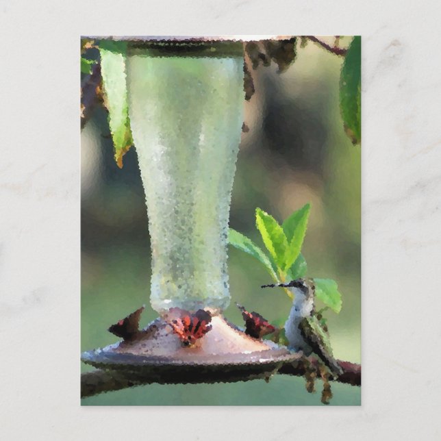 Cartão Postal Hummingbird (Frente)