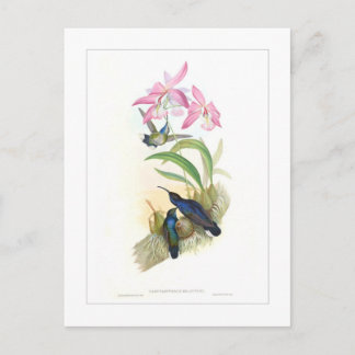 Cartão Postal Hummingbird