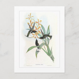 Cartão Postal Hummingbird