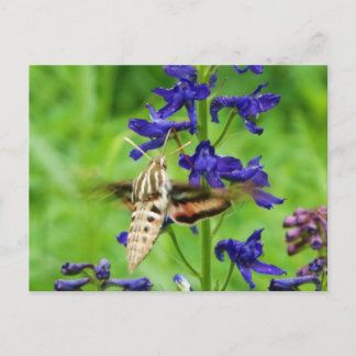 Cartão Postal Hummingbird