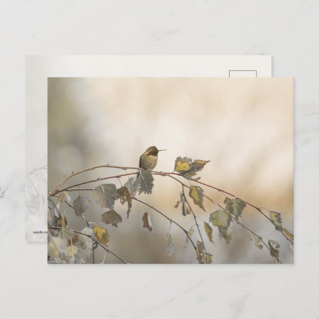 Cartão Postal Hummingbird 5265 (Frente/Verso)
