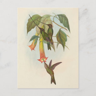 Cartão Postal Hummingbird com espada   Cartão-postal John Gould