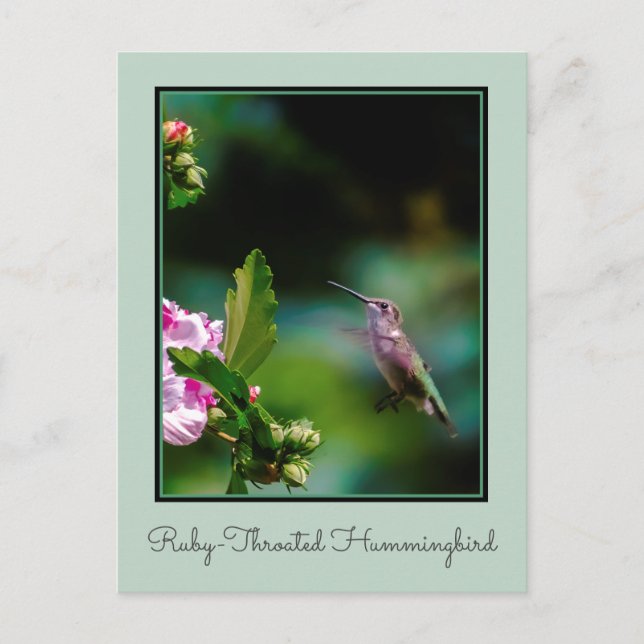 Cartão Postal Hummingbird com garganta de rubi - Fotografia orig (Frente)