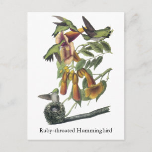 Cartão Postal Hummingbird com garganta de rubi, John Audubon