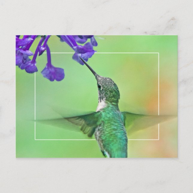 Cartão Postal Hummingbird com Lavanda Mona (Frente)